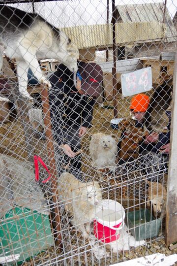 Voluntarii germani, muncind să ofere condiții cât mai bune câinilor din adăpostul de animale al Sucevei