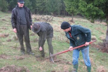 Direcția Silvică Suceava va planta în campania de împădurire din această primăvară aproximativ șapte milioane de puieți forestieri