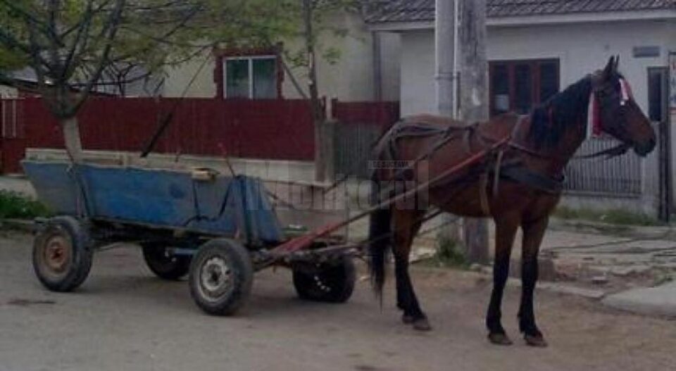 Bătrân de 84 de ani, lăsat fără cal și căruță de un tânăr de 19 ani