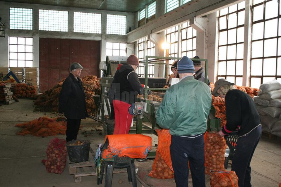 Pe lângă faptul că vinde cartofii pe un preț de nimic, cultivatorul mai trebuie și să plătească oameni pentru a-i sorta