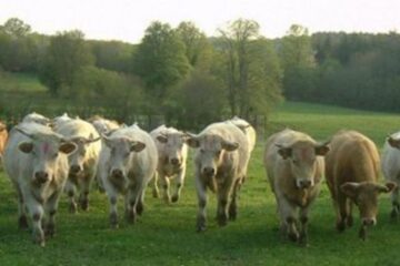 „Noi, colectiviștii”