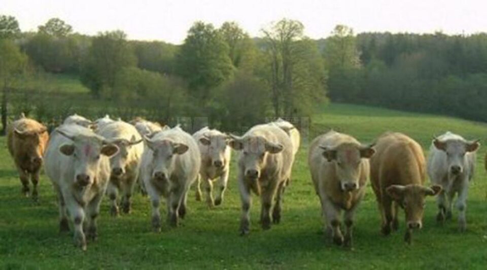 „Noi, colectiviștii” „Noi, colectiviștii”