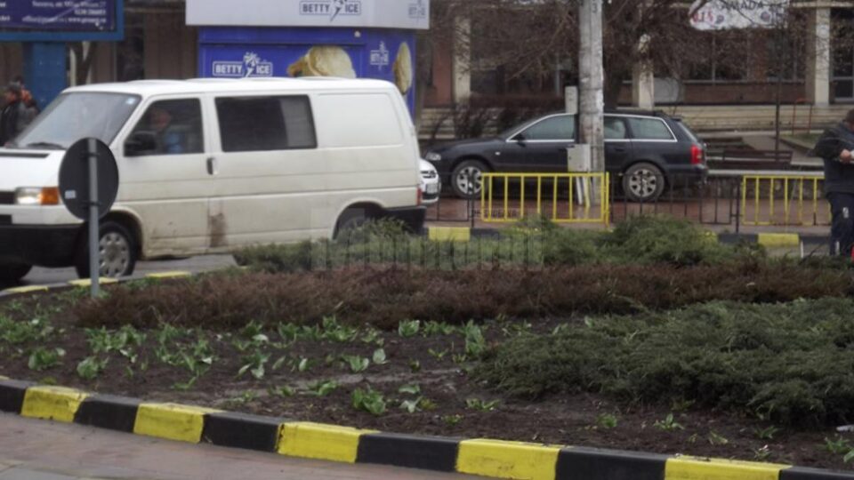 Lalelele de pe spatiile verzi din Burdujeni au început deja să dispară, chiar de nu au înflorit încă