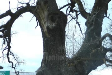 Profesori și elevi din Edineț, în vizită la Liceul Tehnologic Cajvana