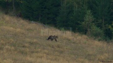 Documentare în genul celor de la Discovery, realizate de doi frați din Fundu Moldovei în pădurile județului, pentru a promova bogățiile Bucovinei