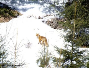 Documentare în genul celor de la Discovery, realizate de doi frați din Fundu Moldovei în pădurile județului, pentru a promova bogățiile Bucovinei
