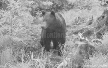 Documentare în genul celor de la Discovery, realizate de doi frați din Fundu Moldovei în pădurile județului, pentru a promova bogățiile Bucovinei