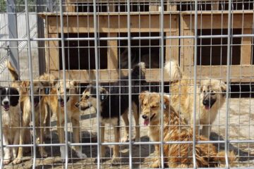 Adăpostul de câini din lunca Sucevei este unul dintre cele mai mari din țară