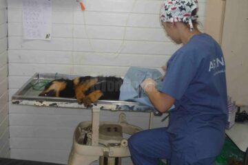 Din toamnă, sterilizarea câinilor care nu sunt de rasă va deveni obligatorie