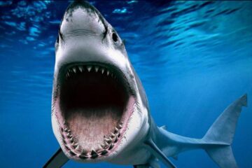 „Rechinii, mai aproape de noi”, la Muzeul Apelor Fălticeni