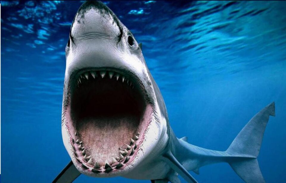 „Rechinii, mai aproape de noi”, la Muzeul Apelor Fălticeni