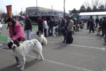 Evenimentul „Bucovina Dogshow 2015” va avea loc în zilele de 16 și 17 mai, iar înscrierile se fac până pe 10 mai