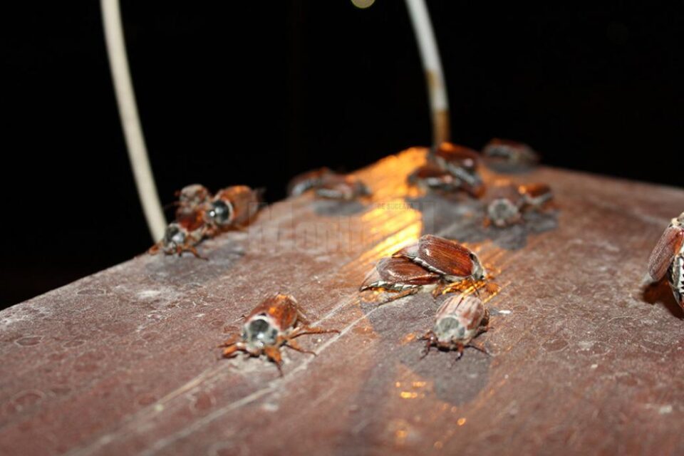 Invazie de cărăbuși de mai