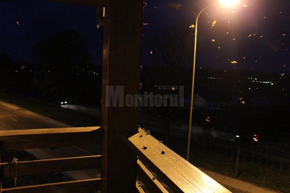 Invazie de cărăbuși de mai