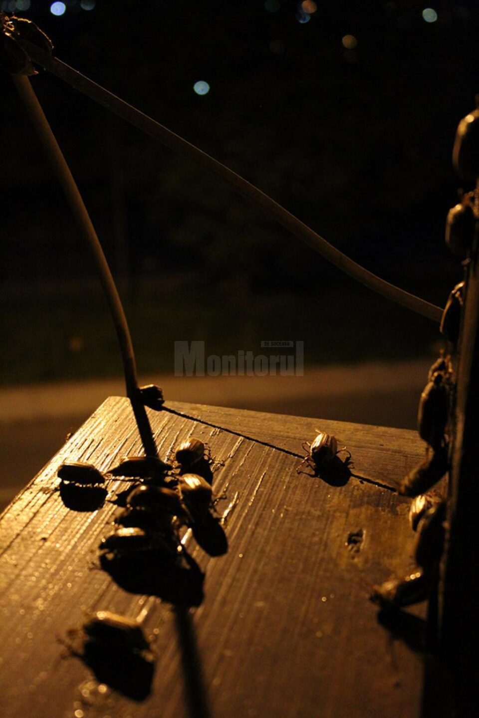 Invazie de cărăbuși de mai