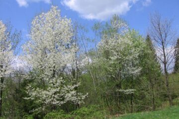 „Flori de mai”, la Iaslovăț