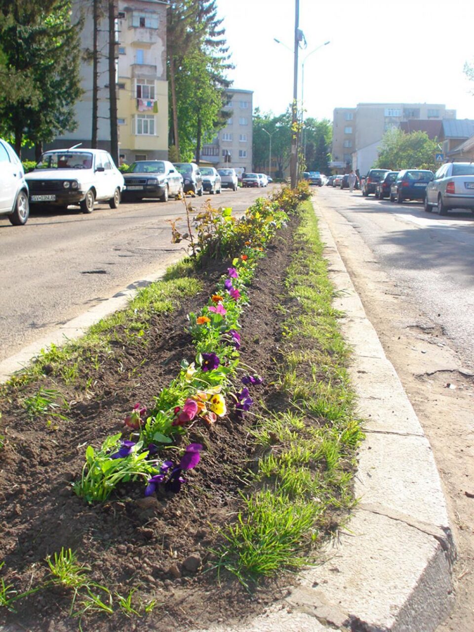 Căsuțe pentru păsărele și plantări de flori, la Eco Școala „Bogdan Vodă”