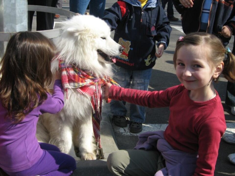 Expoziția chinologică Bucovina Dog Show