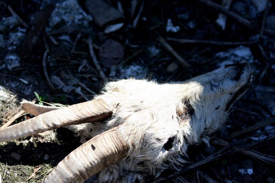 Cadavrele de animale care au zăcut o perioadă îndelungată lângă fostul CAP din Măriței