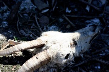 Cadavrele de animale care au zăcut o perioadă îndelungată lângă fostul CAP din Măriței