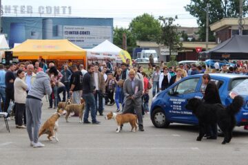 Cel mai important eveniment chinologic din Moldova a adus în fața sucevenilor sute de câini de rasă din toată lumea