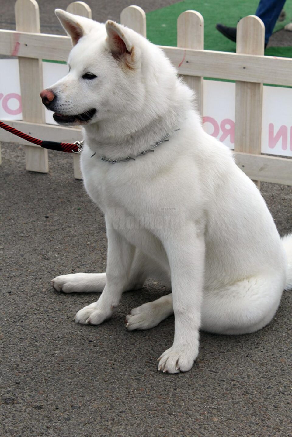 Akita Inu alb