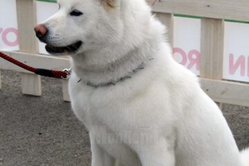 Akita Inu alb