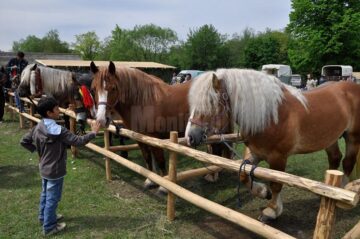 Hora Bucovinei de anul acesta a atras un număr record de vizitatori