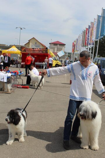 Cel mai important eveniment chinologic din Moldova a adus în fața sucevenilor sute de câini de rasă din toată lumea