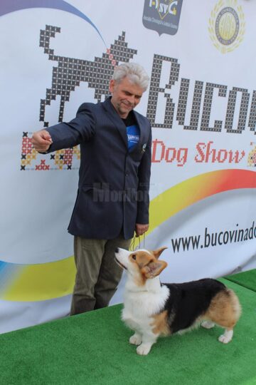 Cel mai important eveniment chinologic din Moldova a adus în fața sucevenilor sute de câini de rasă din toată lumea