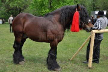Hora Bucovinei de anul acesta a atras un număr record de vizitatori