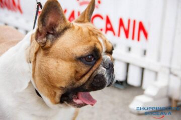 Cel mai important eveniment chinologic din Moldova a adus în fața sucevenilor sute de câini de rasă din toată lumea