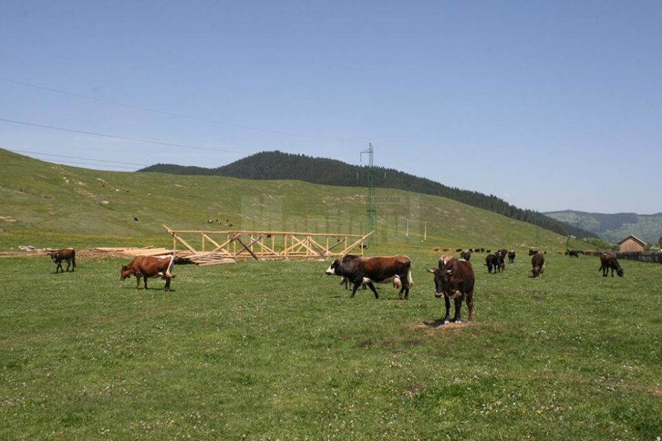 Bovinele șatenilor au păscut ieri liniștite pe imaș, fără a fi evacuate cu Poliția