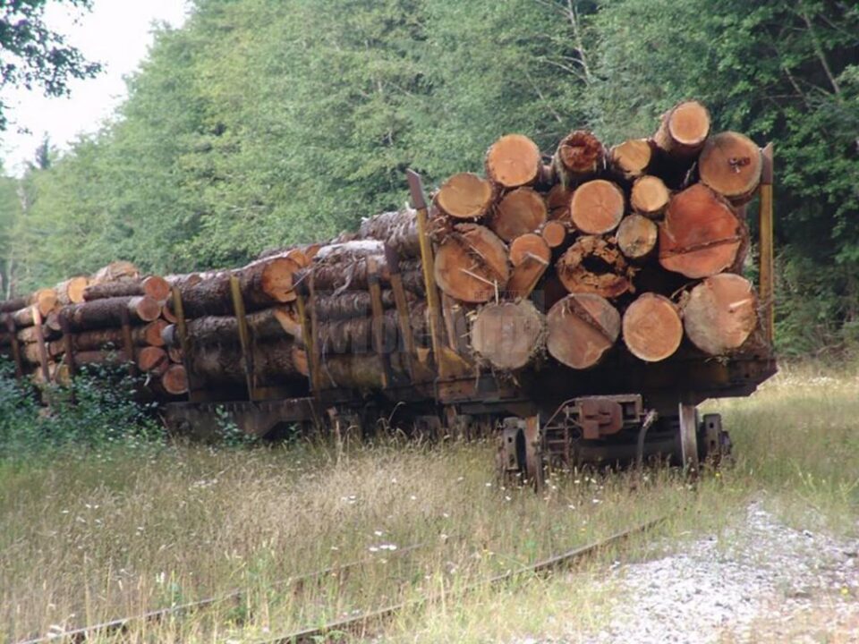 „Drumul buștenilor”