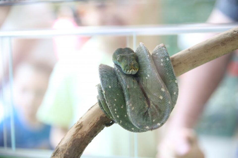 Expoziție de reptile vii, în premieră la Shopping City Suceava