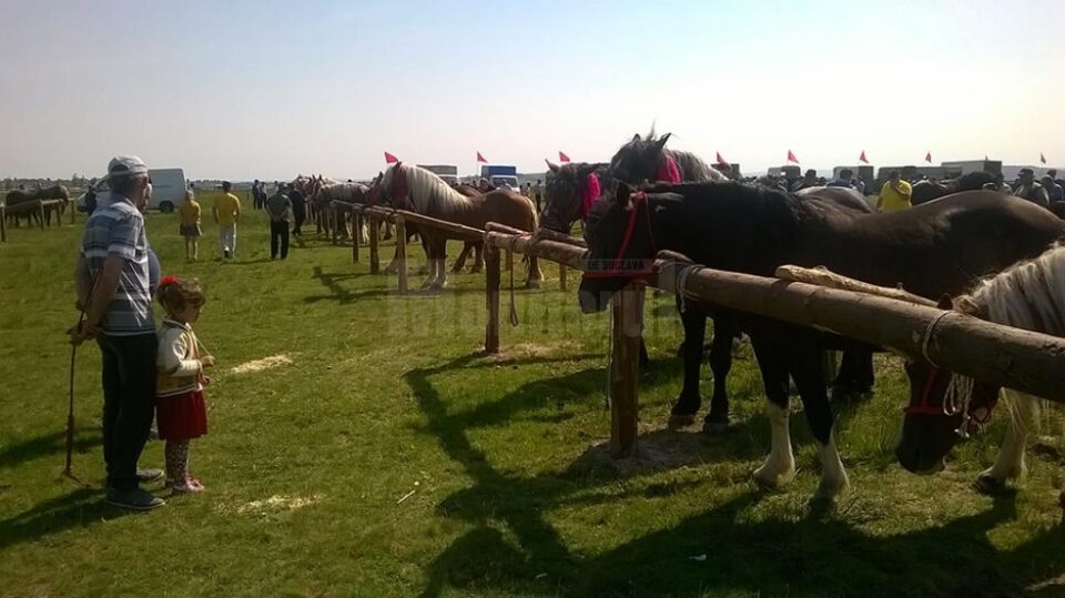 Sute de crescători de cai au participat la expoziția de la Horodnic
