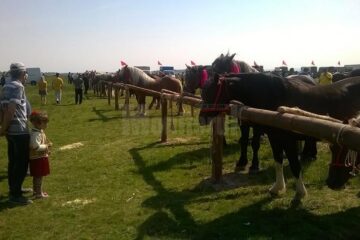 Sute de crescători de cai au participat la expoziția de la Horodnic