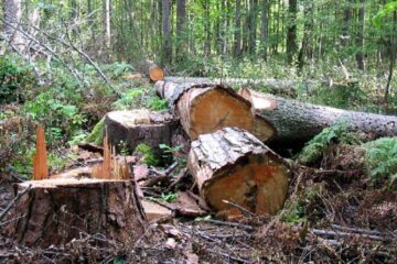 O parte din dosarele penale întocmite cu ocazia acestui control au fost pentru tăieri importante din fondul forestier