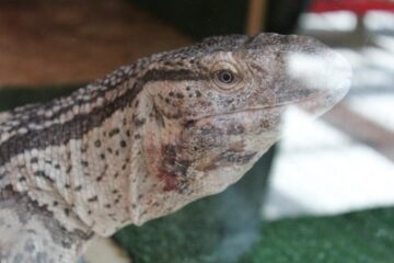 Țestoase carnivore și șerpi de peste 5 metri, pe culoarele Shopping City Suceava