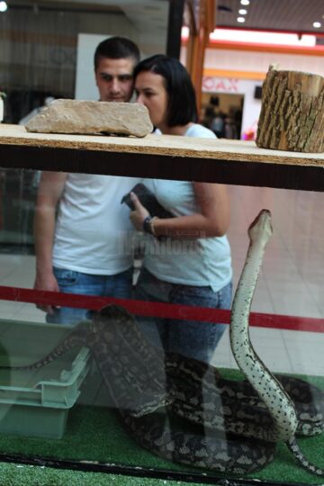 Țestoase carnivore și șerpi de peste 5 metri, pe culoarele Shopping City Suceava