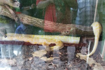Țestoase carnivore și șerpi de peste 5 metri, pe culoarele Shopping City Suceava