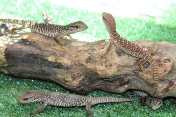 Pui de varani, la expoziția de reptile vii de la SCS