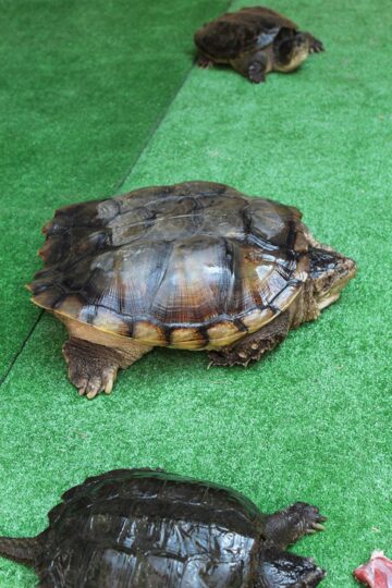 Țestoase carnivore și șerpi de peste 5 metri, pe culoarele Shopping City Suceava
