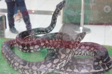 Sucevenii sunt așteptați la expoziția de reptile vii până pe 17 iunie