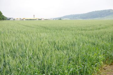 Culturile agricole din Suceava, grav afectate de secetă