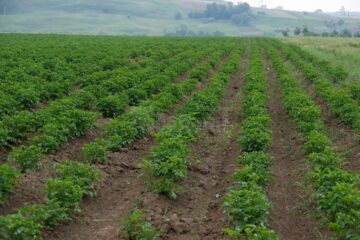 Culturile agricole din Suceava, grav afectate de secetă