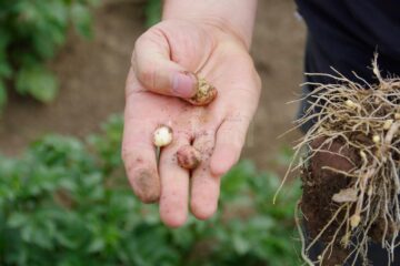 Culturile agricole din Suceava, grav afectate de secetă