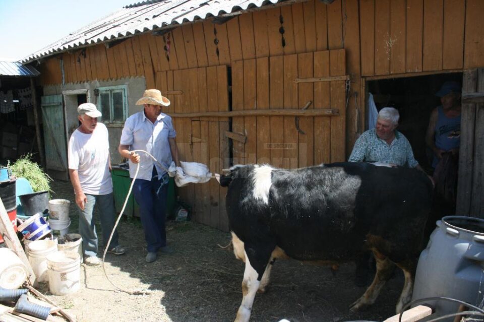 Tăurașul, după ce a fost scos din beci