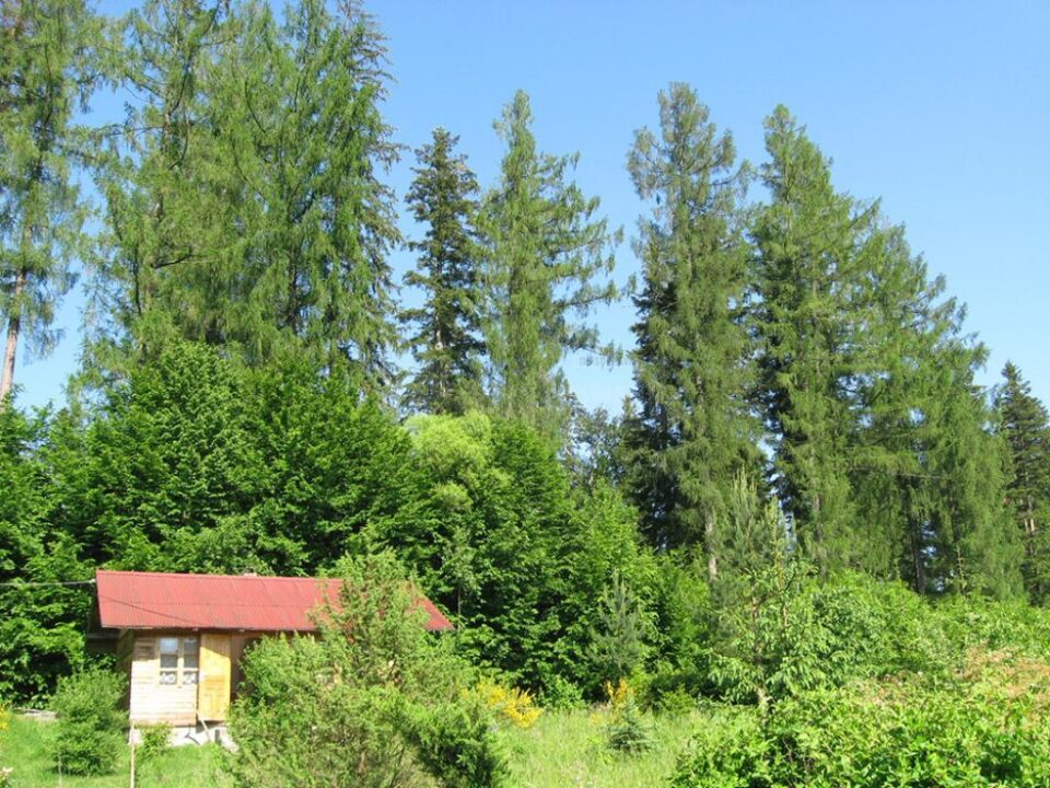 Casa sculptorului Toader Ignătescu din Păltinoasa va găzdui, în luna iulie, trei tabere de creație