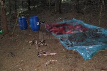 Masacrul lăsat în urmă de braconieri